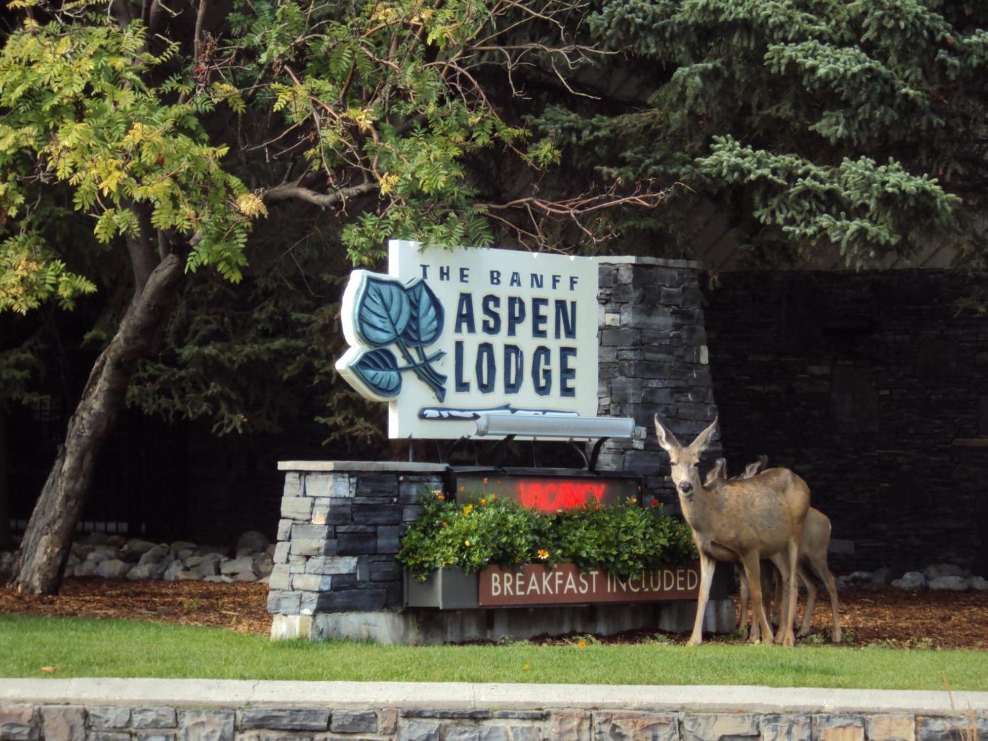 Banff Aspen Lodge Eksteriør bilde