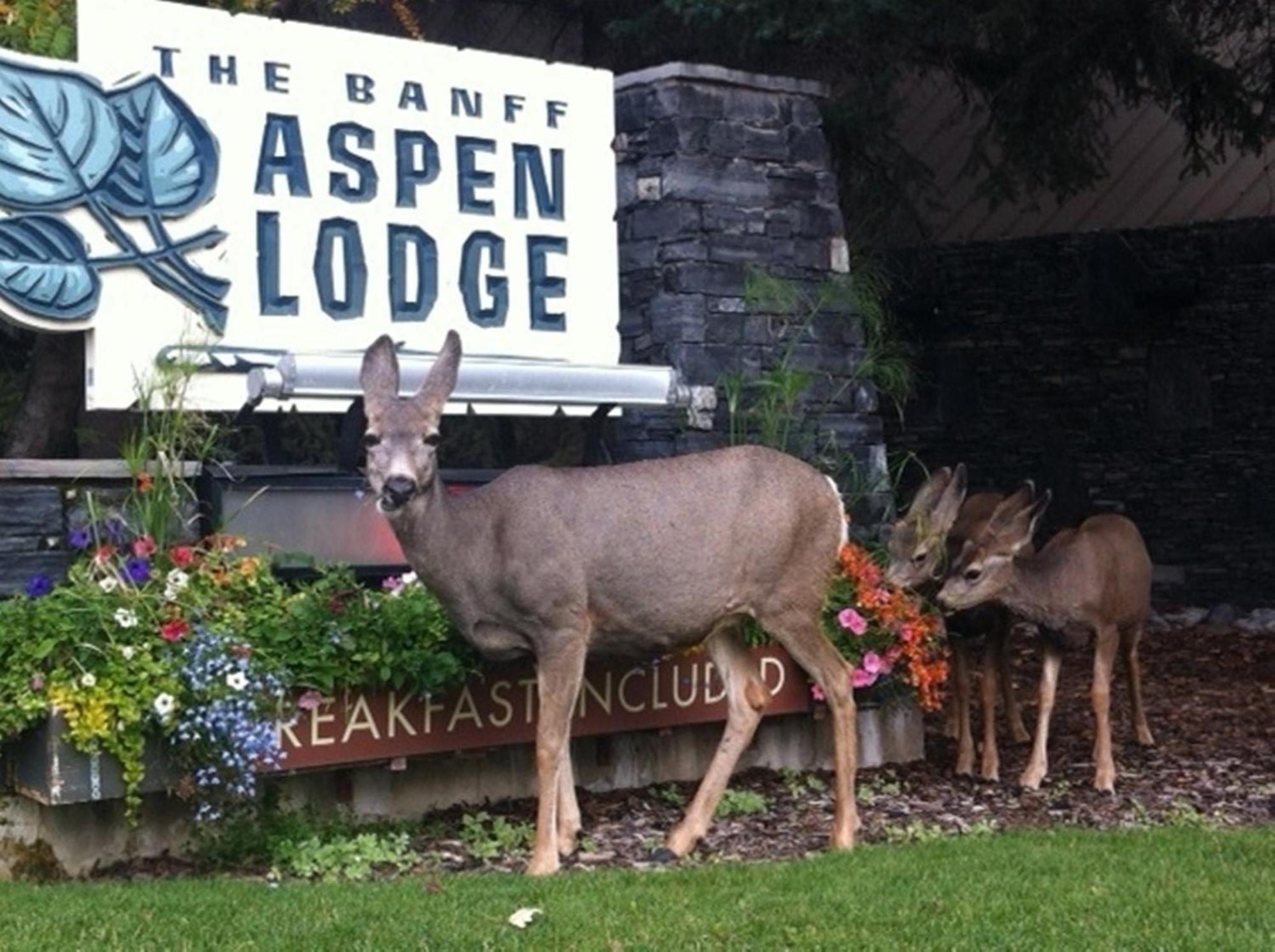 Banff Aspen Lodge Eksteriør bilde
